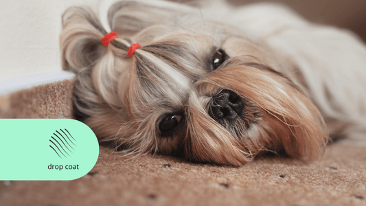 Shih Tzu Yorkshire Terrier Drop Coat Article