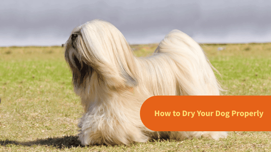 How to Dry Your Dog Properly