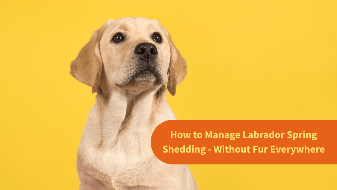 How to Manage Labrador Spring Shedding - Without Fur Everywhere
