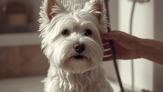 West Highland White Terrier Rough Coat Bright White