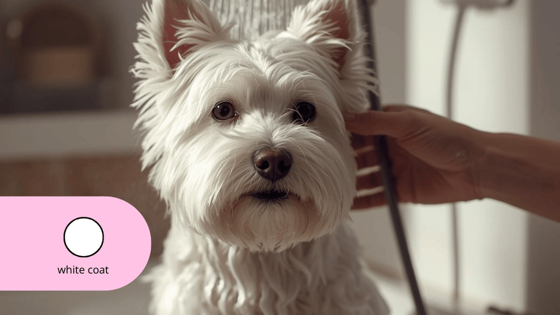 West highland white terrier white coat 