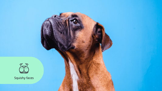 The Skin Care Routine Your Squishy Faced Dog Didn’t Know They Needed