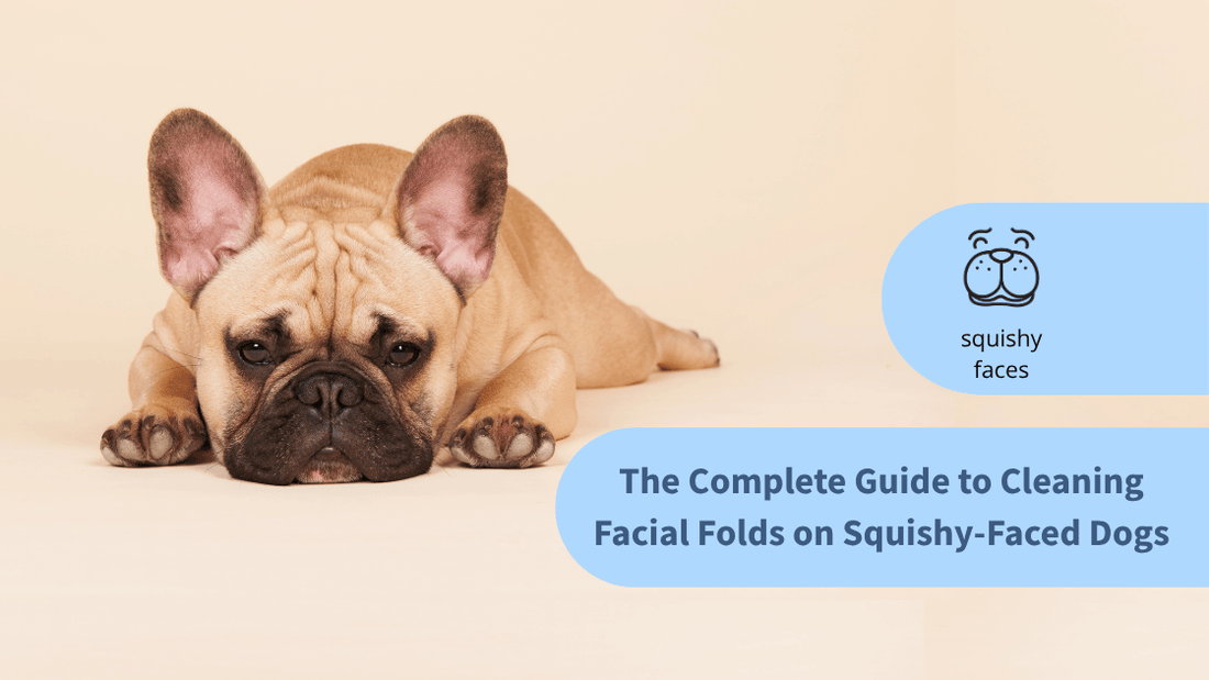 The Complete Guide to Cleaning Facial Folds on Squishy Faced Dogs