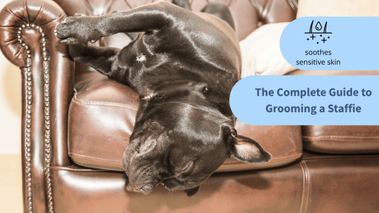 The Complete Guide to Grooming a Staffie Dog Sensitive Skin