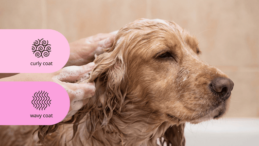 Curly coat wavy coat blog The Curly Coat Club