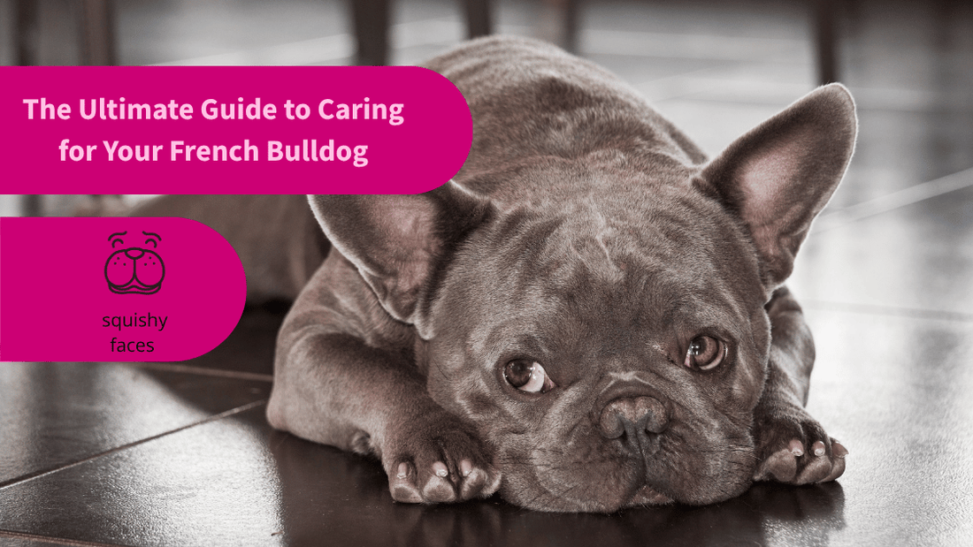 The Ultimate Guide to Caring for Your French Bulldog