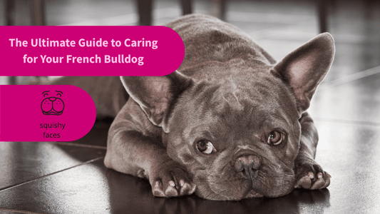 The Ultimate Guide to Caring for Your French Bulldog
