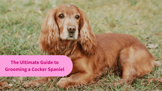 The Ultimate Guide to Grooming a Cocker Spaniel