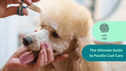 The Ultimate Guide to Poodle Coat Care curly coats 