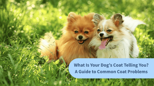 What Is Your Dog’s Coat Telling You? A Guide to Common Coat Problems
