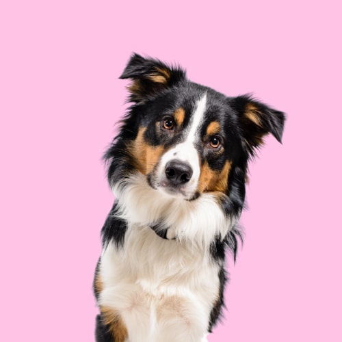 Why this is the best shampoo for Border Collies & other grooming tips!
