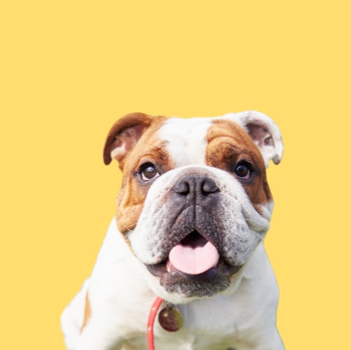 Why this is the best shampoo for Bulldogs & other grooming tips!