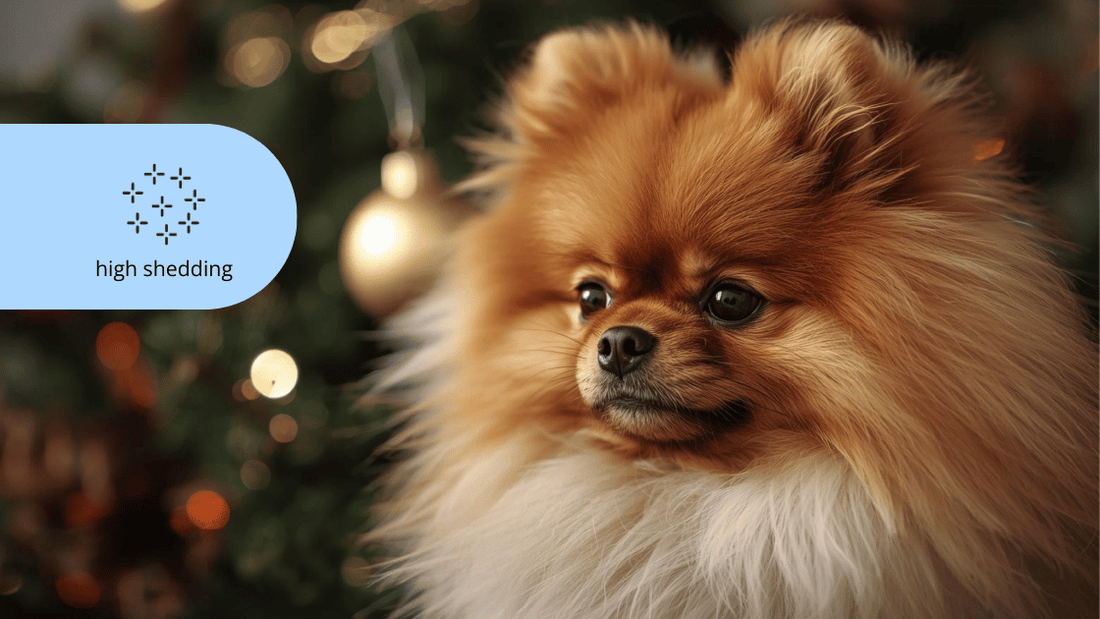 High shedding deshedding shampoos conditioners Pomeranian