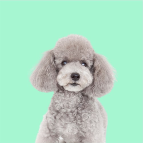Why this is the best shampoo for Poodles & other grooming tips!