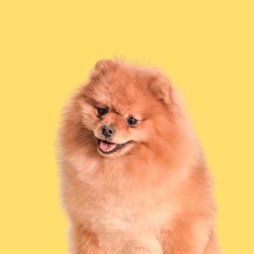 Pomeranian Hypoallergenic Dog Shampoo Conditioner