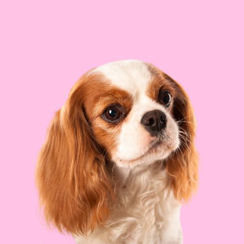 Serotoninkc Cavalier King Charles Spaniel Shampoo Conditioner