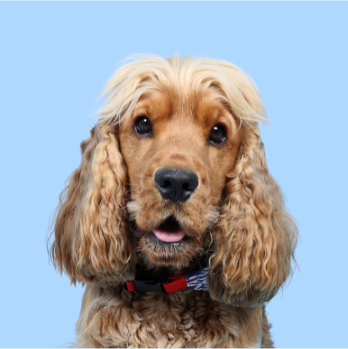 Cocker Spaniel