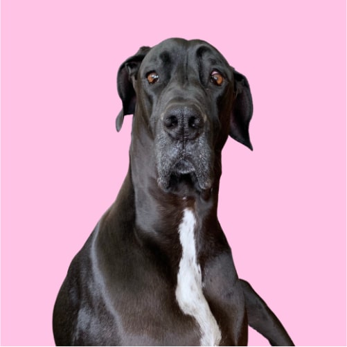Great Dane