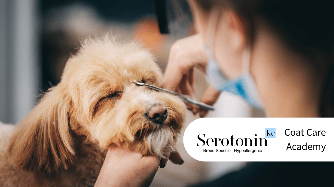 Every dog deserves a grooming routine designed around them. Explore the SerotoninKC Coat Care Academy for expert tips on dog grooming, coat care, brushing, bathing and maintaining healthy skin. From curly coats to double coats and sensitive skin, discover how to care for your dog with confidence.