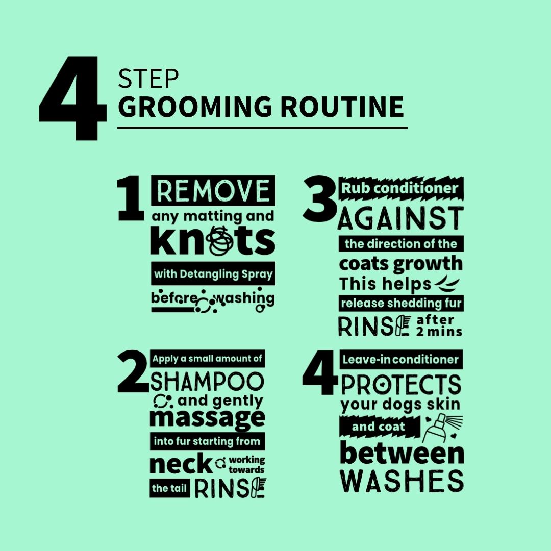 4-step schnauzer grooming routine guide on a light green background