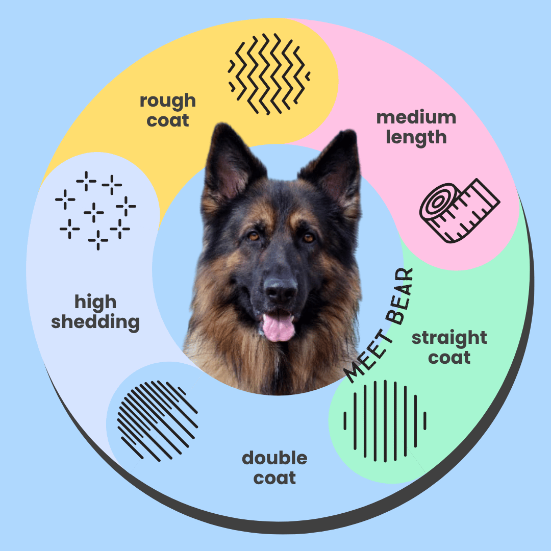 German Shepherd Dog Shampoo Infographic