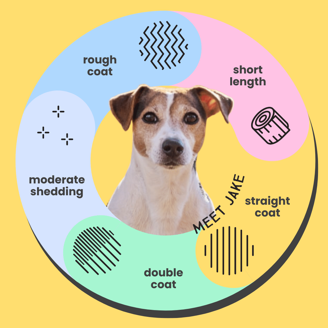 Jack Russell Conditioner for Coarse Coat Infographic Icons 