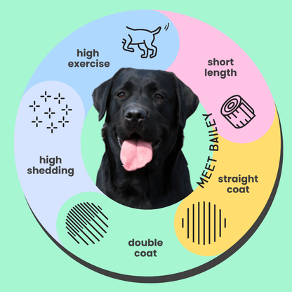 Serotoninkc Breed Specific Labrador Dog Shampoo Infographic