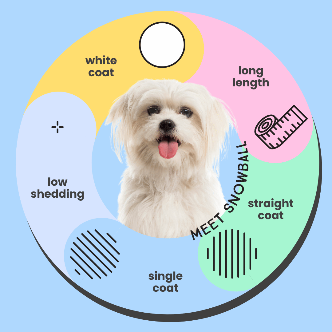Maltese white dog and descriptors like 'white coat', 'long length', 'low shedding', and 'single coat' on a blue background.