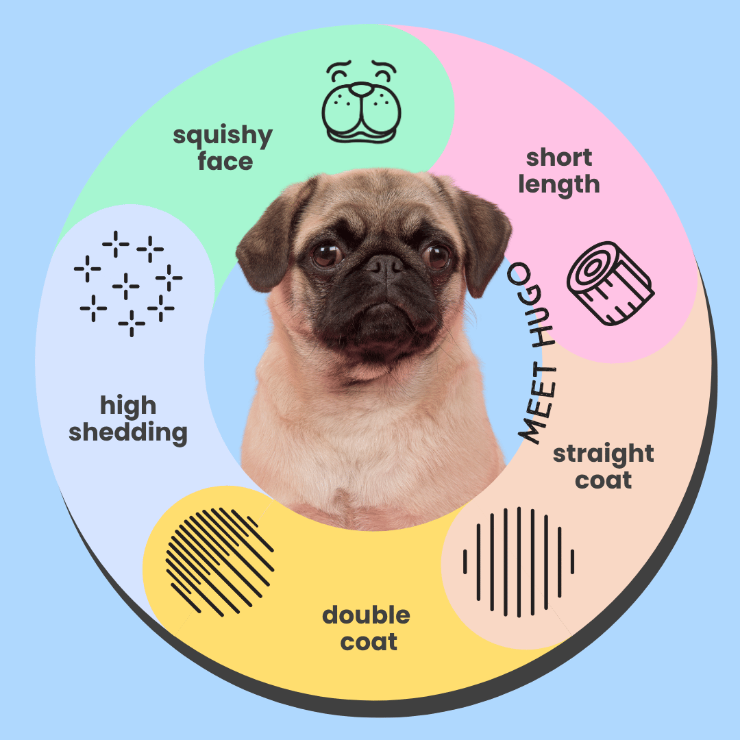 Pug Conditioner Deshedding Sensitive Skin Infographic