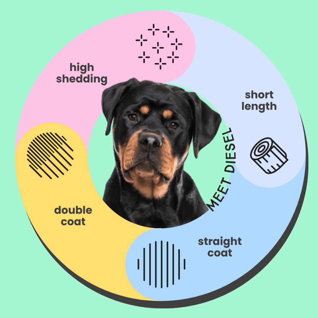 Serotoninkc Breed Specific Rottweiler Dog Shampoo Conditioner Bundle Infographic 