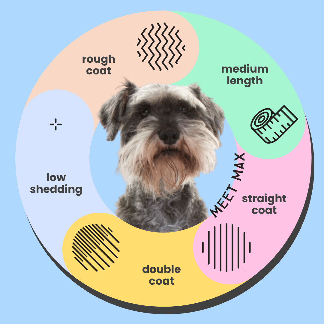 Schnauzer Dog with coat characteristics labeled on a colourful diagram