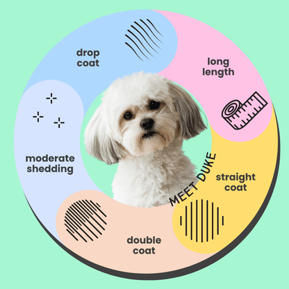 Shih Tzu Long Drop Coat Shampoo Feature Icons