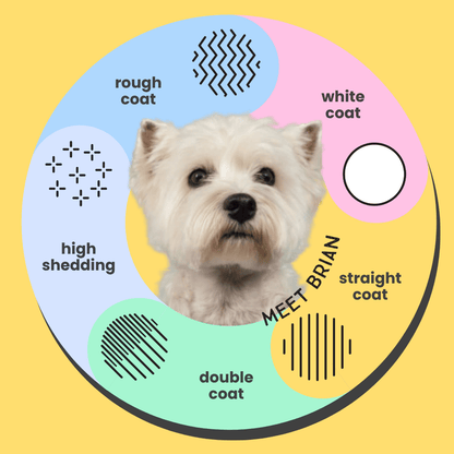 Westie dog with icons such as rough coat and white coat and high shedding