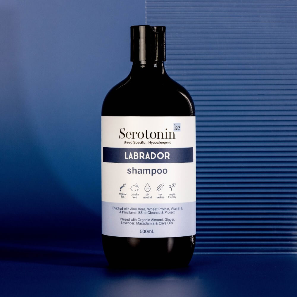 the best shampoo for Labrador retrievers with sensitive skin dandruff