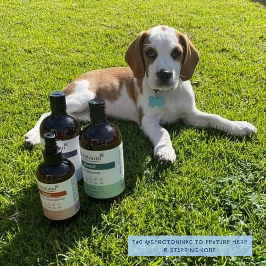 Serotoninkc Breed Specific Beagle Best Dog Shampoo Conditioner