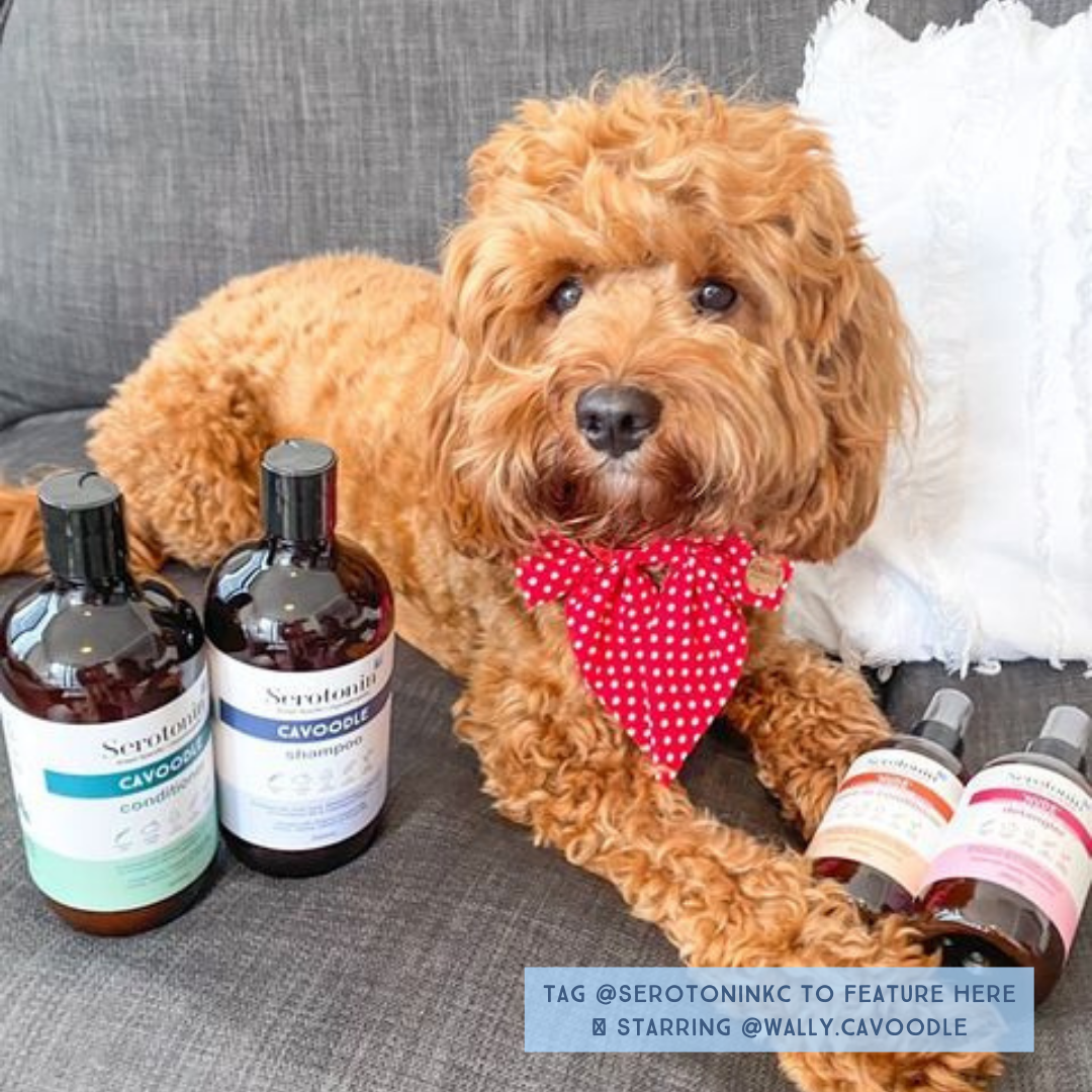 Serotoninkc Breed Specific Cavoodle Best Dog Shampoo Conditioner