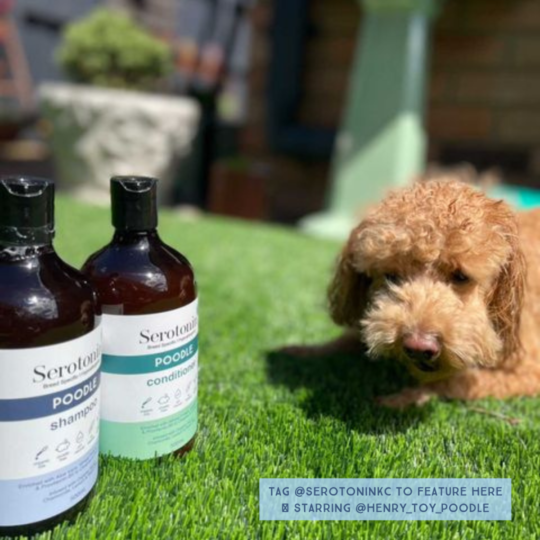 Serotoninkc Breed Specific Poodle Best Dog Shampoo Conditioner