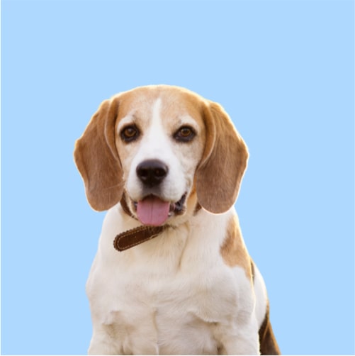 Hypoallergenic Beagle shampoo & conditioner. Best dog shampoo bundle for Beagle. Best conditioner sensitive dogs.