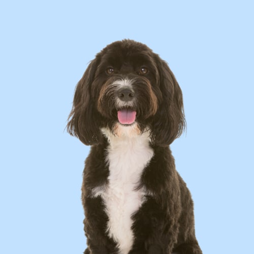 Hypoallergenic Dog conditioner. Ultra Gentle. Best dog conditioner for Cavoodles. Best conditioner sensitive dogs.