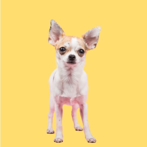 Chihuahua hypoallergenic hot sale