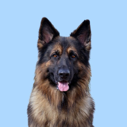 Hypoallergenic German Shepherd conditioner. Gentle. Best dog conditioner for German Shepherd. Best conditioner sensitive dogs