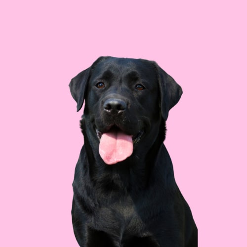 Hypoallergenic Labrador conditioner. Gentle. Best dog conditioner for Labrador Retriever. Best conditioner sensitive dogs.