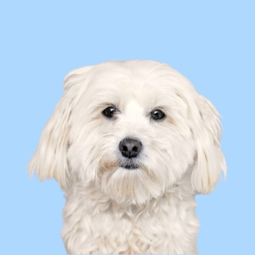 Best dog shampoo for best sale white maltese