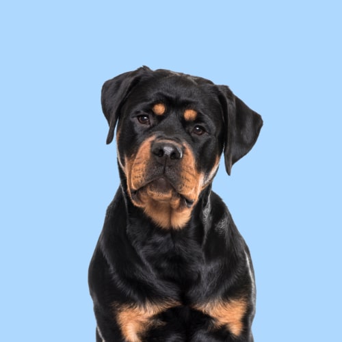 Hypoallergenic Rottweiler conditioner. Ultra Gentle. Best dog conditioner for Rottweiler. Best conditioner sensitive dogs.
