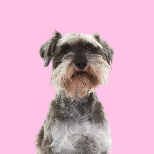 Ginger schnauzer hot sale