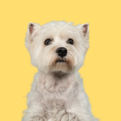 Westie 2024 dog hypoallergenic