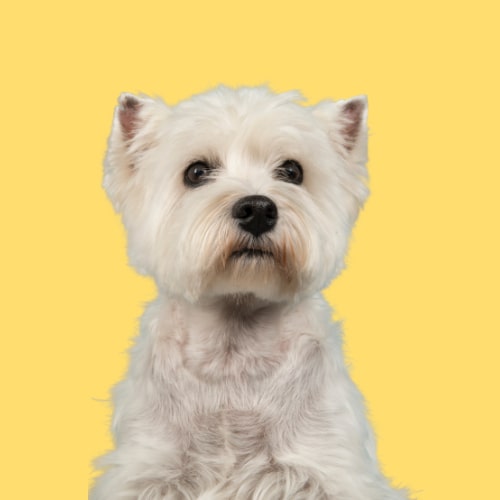 Hypoallergenic Westie conditioner. Best dog conditioner for West Highland White Terrier. Best conditioner sensitive dogs.