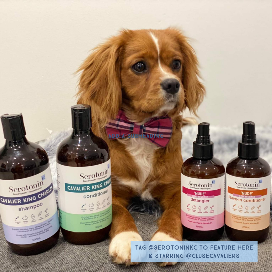 Serotoninkc Breed Specific Cavalier King Charles Spaniel Best Dog Shampoo Conditioner